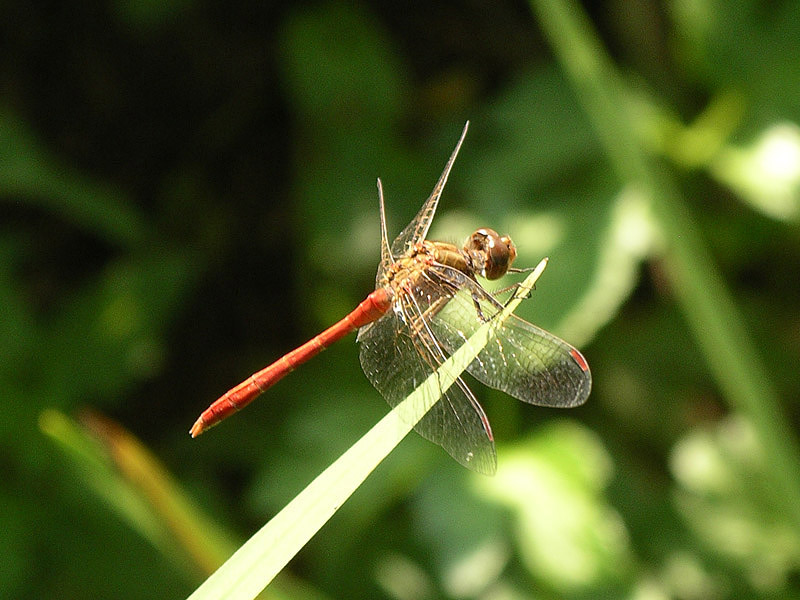 Sympetrum... quale? - Sympetrum meridionale